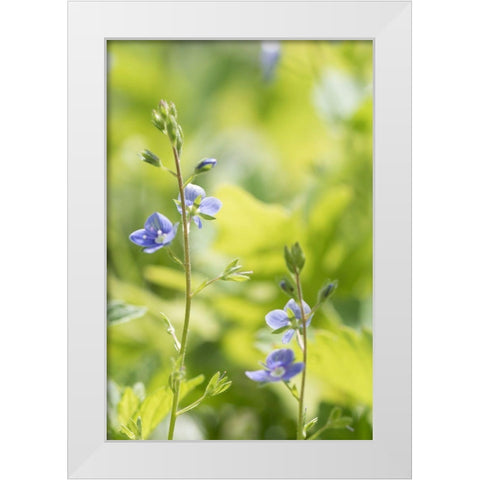 Meadow White Modern Wood Framed Art Print by Stalus, Judy