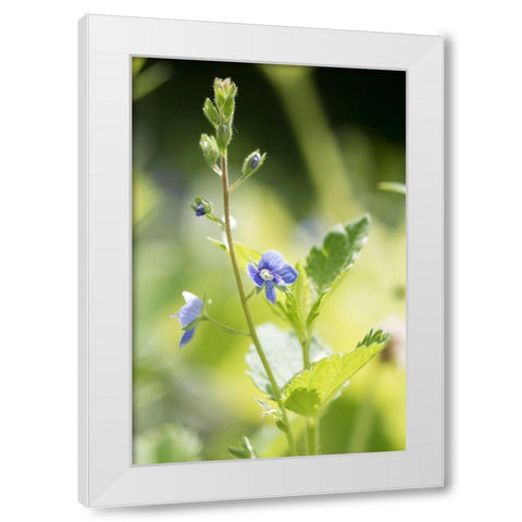 Sunshine White Modern Wood Framed Art Print by Stalus, Judy