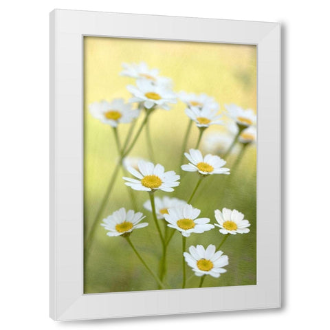 Daisies White Modern Wood Framed Art Print by Stalus, Judy