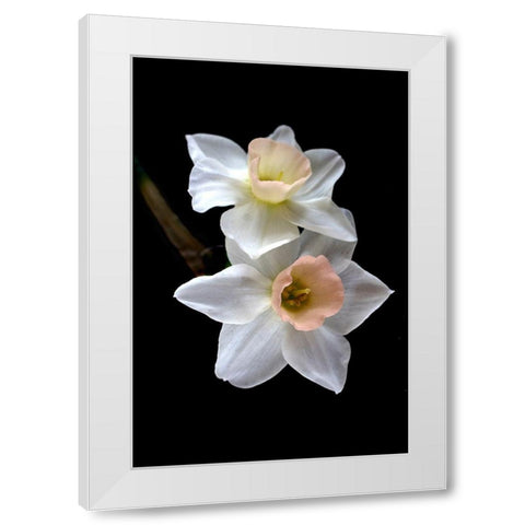 Pink Narcissus White Modern Wood Framed Art Print by Stalus, Judy