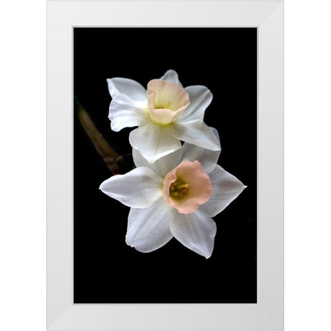 Pink Narcissus White Modern Wood Framed Art Print by Stalus, Judy