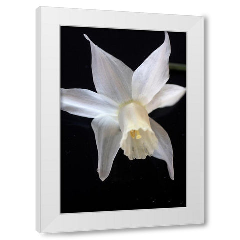 White Jonquil White Modern Wood Framed Art Print by Stalus, Judy