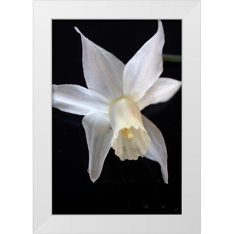 White Jonquil White Modern Wood Framed Art Print by Stalus, Judy