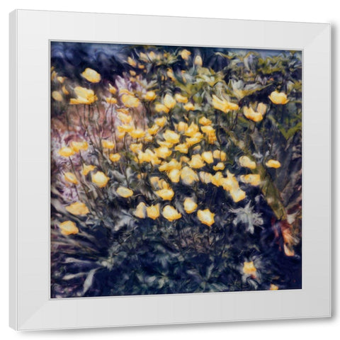 Buttercups White Modern Wood Framed Art Print by Stalus, Judy