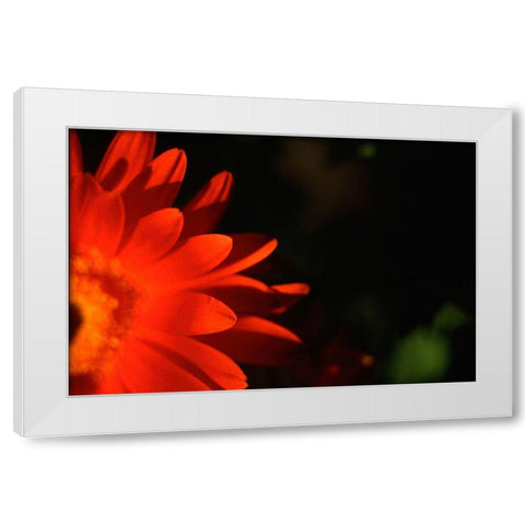 Red Sun White Modern Wood Framed Art Print by Stalus, Judy