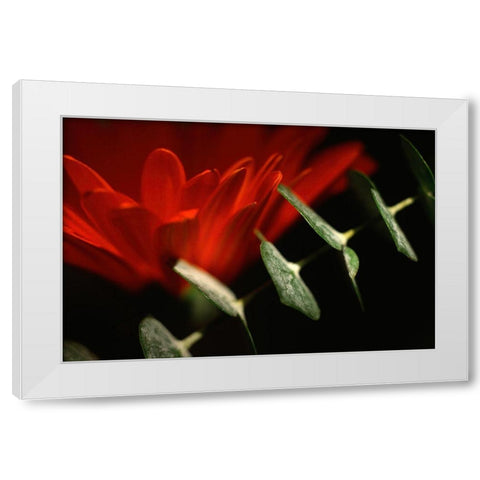 Red Daisy White Modern Wood Framed Art Print by Stalus, Judy