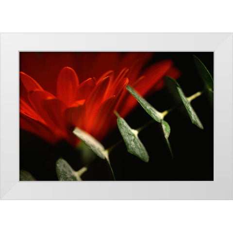 Red Daisy White Modern Wood Framed Art Print by Stalus, Judy