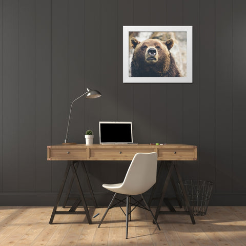 Bear Stare I White Modern Wood Framed Art Print by Smith, Karen