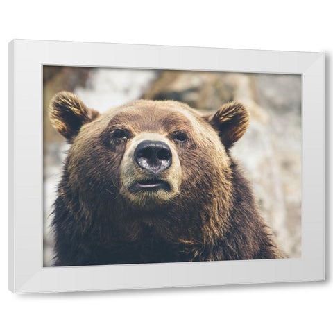 Bear Stare I White Modern Wood Framed Art Print by Smith, Karen