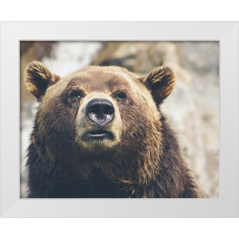 Bear Stare I White Modern Wood Framed Art Print by Smith, Karen
