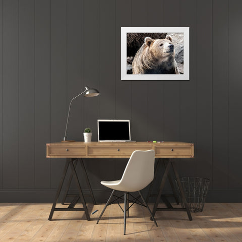 Bear Stare II White Modern Wood Framed Art Print by Smith, Karen