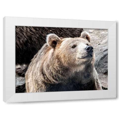 Bear Stare II White Modern Wood Framed Art Print by Smith, Karen