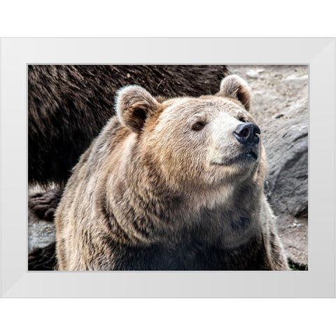 Bear Stare II White Modern Wood Framed Art Print by Smith, Karen