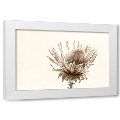 Protea Relic White Modern Wood Framed Art Print by Stalus, Judy