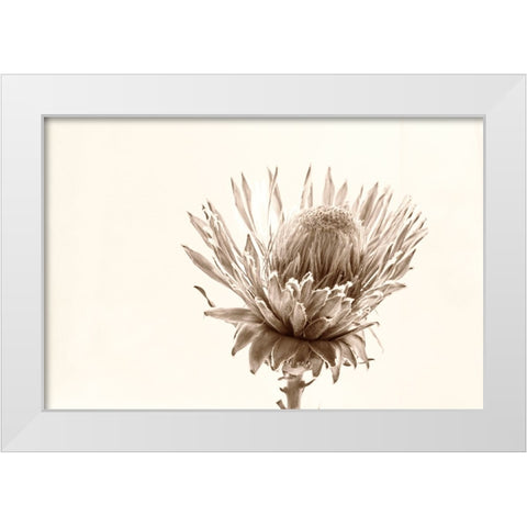 Protea Relic White Modern Wood Framed Art Print by Stalus, Judy