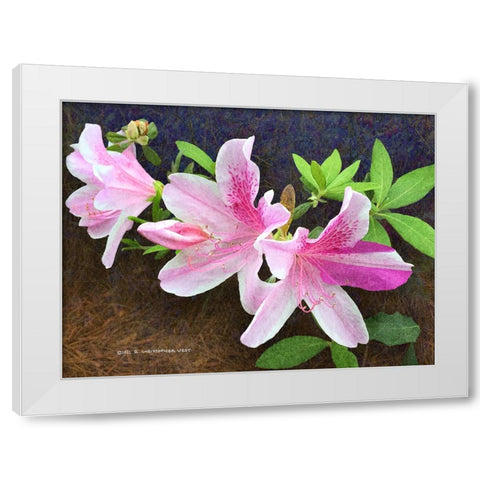 Pink Azaleas White Modern Wood Framed Art Print by Vest, Christopher