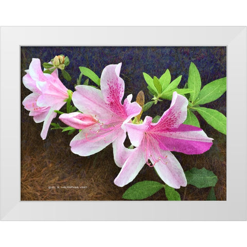 Pink Azaleas White Modern Wood Framed Art Print by Vest, Christopher