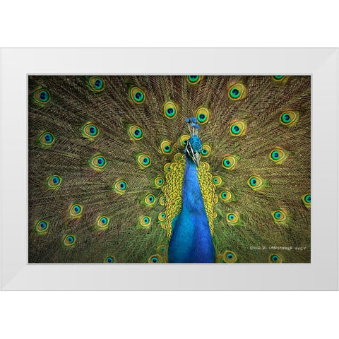 Peacock Display White Modern Wood Framed Art Print by Vest, Christopher