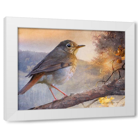 Hermit Thrush Hillside Drive White Modern Wood Framed Art Print by Vest, Christopher