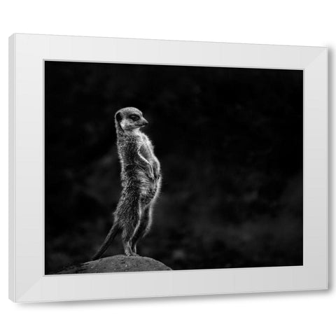 The meerkat White Modern Wood Framed Art Print by Van Son, Greetje