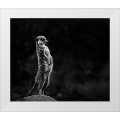 The meerkat White Modern Wood Framed Art Print by Van Son, Greetje