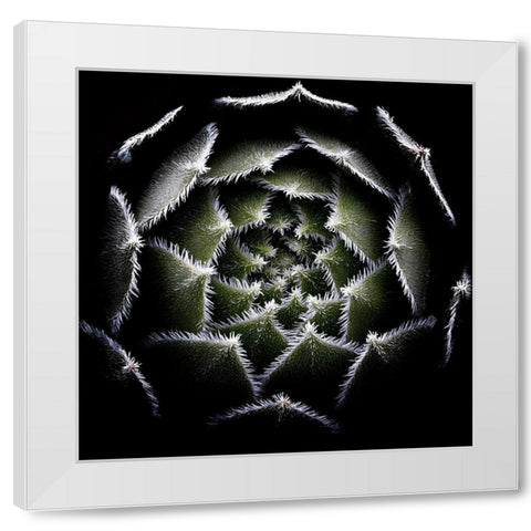 Sempervivum Rosette White Modern Wood Framed Art Print by Mozqueda, Victor