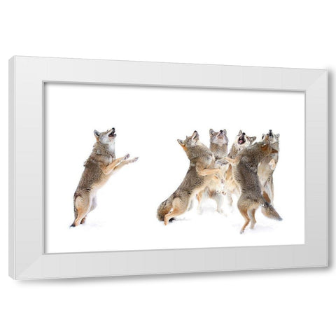 The Choir   Coyotes White Modern Wood Framed Art Print by Cumming, Jim