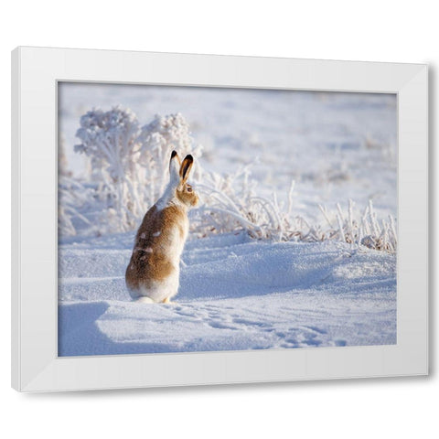 White-tailed jackrabbit White Modern Wood Framed Art Print by Waldmann, Shlomo