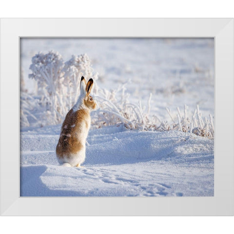 White-tailed jackrabbit White Modern Wood Framed Art Print by Waldmann, Shlomo
