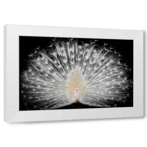 black and white White Modern Wood Framed Art Print by Liddi, Pino