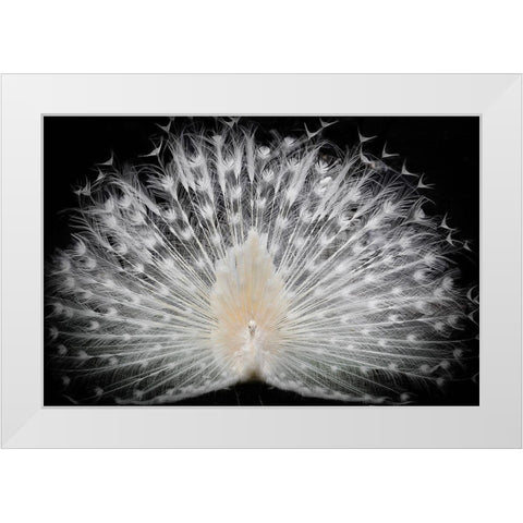 black and white White Modern Wood Framed Art Print by Liddi, Pino