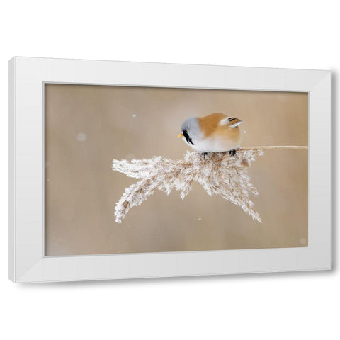 Bearded tit White Modern Wood Framed Art Print by Kazlauskas, Jonas