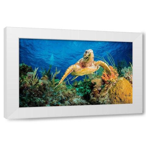 Hawksbill turtle swimming through Caribbean reef White Modern Wood Framed Art Print by Abadschieff, Jan