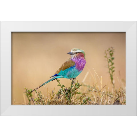 Gods gift to the sky White Modern Wood Framed Art Print by C. Sink, Jeffrey