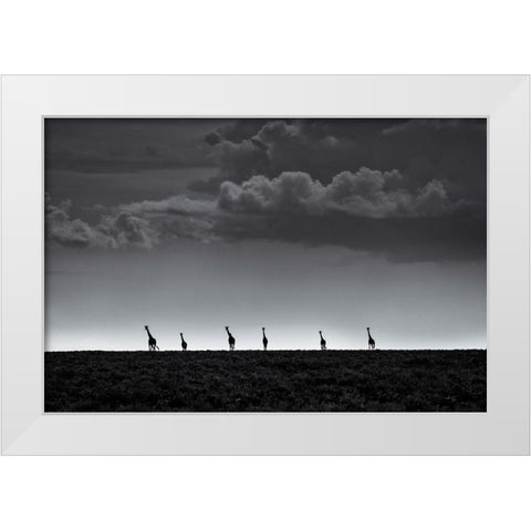 6 Giraffes White Modern Wood Framed Art Print by Metro, Greg