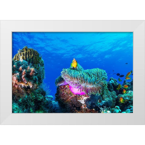 Sea life White Modern Wood Framed Art Print by Marchegiani, Roberto