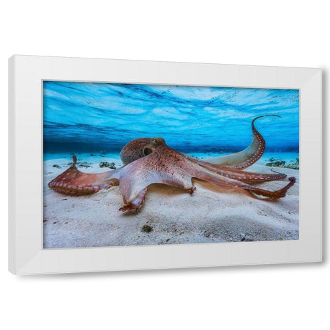 Octopus White Modern Wood Framed Art Print by Gabriel, Barathieu
