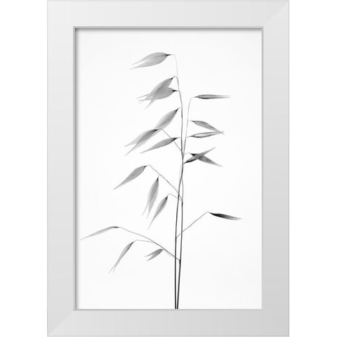 Sharpness of the nature White Modern Wood Framed Art Print by Lagandre, Thierry