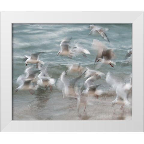 Birds White Modern Wood Framed Art Print by Thorberntsson, Claes