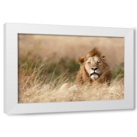 Handsome! White Modern Wood Framed Art Print by Khataw, Ali