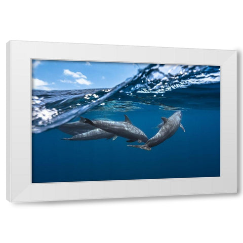 Dolphins White Modern Wood Framed Art Print by Gabriel, Barathieu