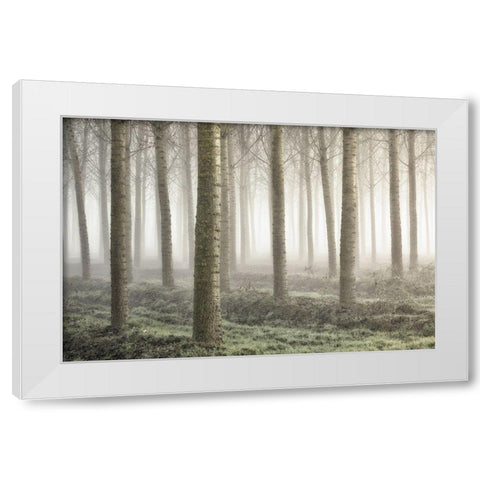 Small woodland White Modern Wood Framed Art Print by Carozzi, Fiorenzo