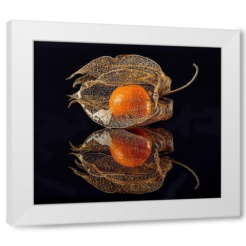 Physalis White Modern Wood Framed Art Print by Grosshanten, Klaus