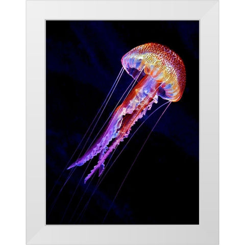 Jellyen White Modern Wood Framed Art Print by Jager, Henry