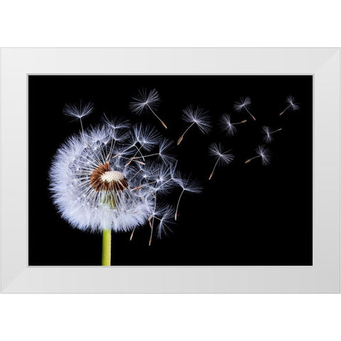 Dandelion Blowing White Modern Wood Framed Art Print by Hamiti, Bess