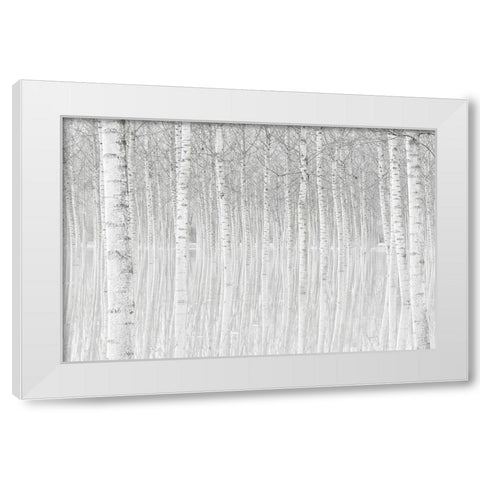 Trees White Modern Wood Framed Art Print by Simone, Aglioni