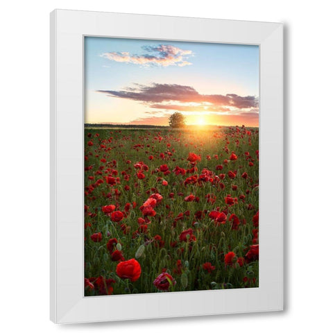 Poppy fields of Sweden White Modern Wood Framed Art Print by Lindsten, Christian