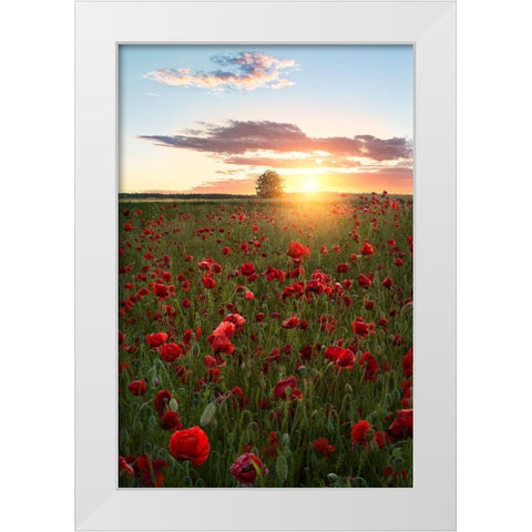 Poppy fields of Sweden White Modern Wood Framed Art Print by Lindsten, Christian