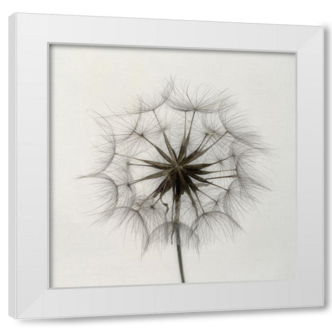 Tragopogon White Modern Wood Framed Art Print by Gronkjaer, Lotte