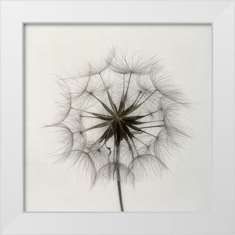 Tragopogon White Modern Wood Framed Art Print by Gronkjaer, Lotte
